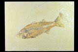 Fossil Fish (Mioplosus) - Uncommon Species #131133-1